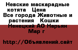 Невские маскарадные котята › Цена ­ 15 000 - Все города Животные и растения » Кошки   . Ненецкий АО,Нарьян-Мар г.